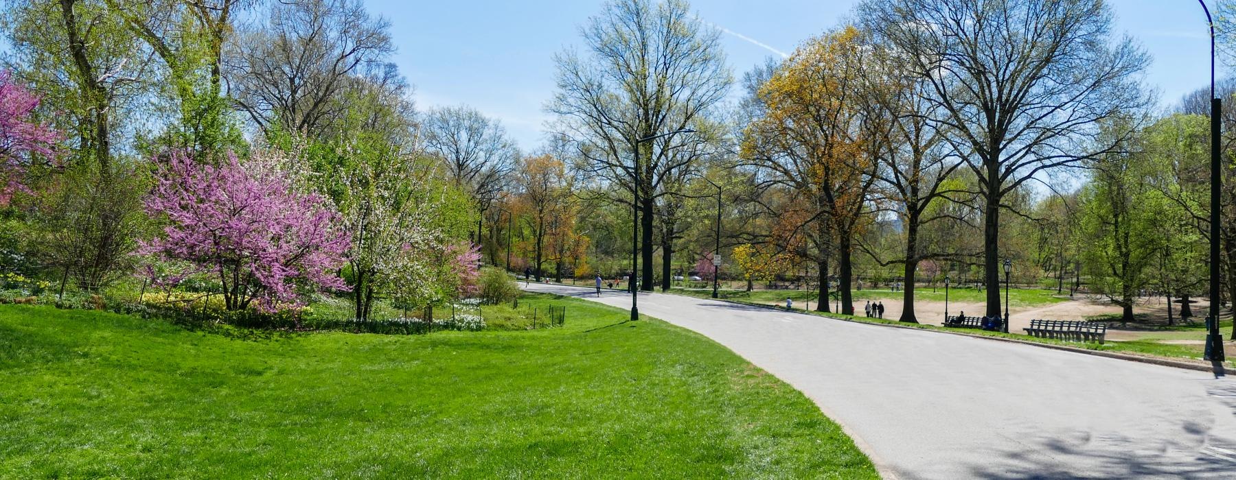 a path with grass and trees on either side of it